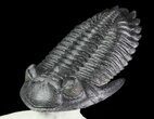Flying Hollardops Trilobite - Great Eyes #70580-3